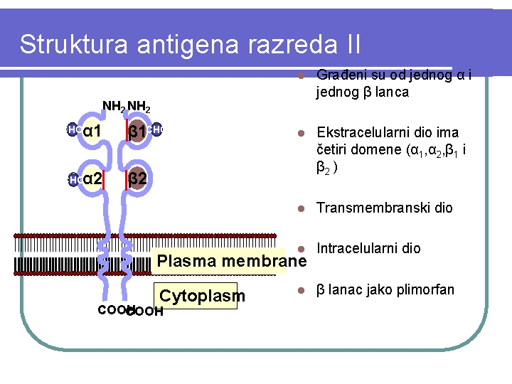Struktura antigena razreda II l Građeni su od jednog α i jednog β lanca
