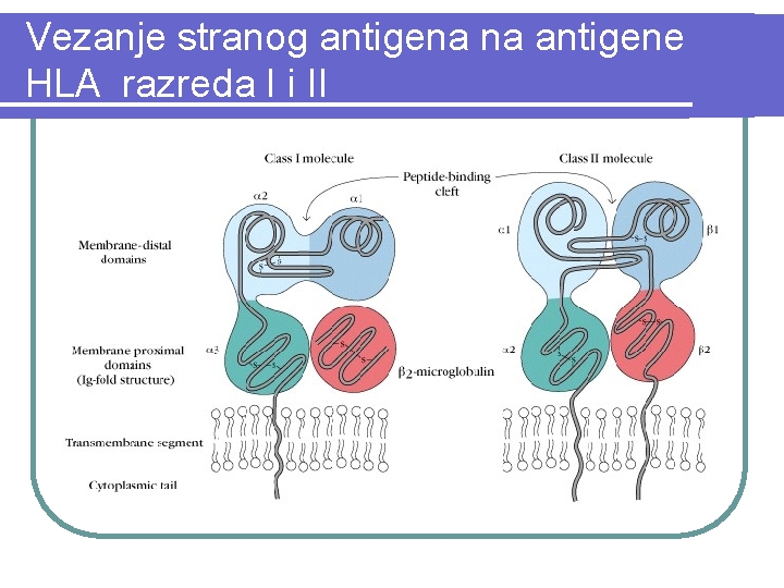 Vezanje stranog antigena na antigene HLA razreda I i II 