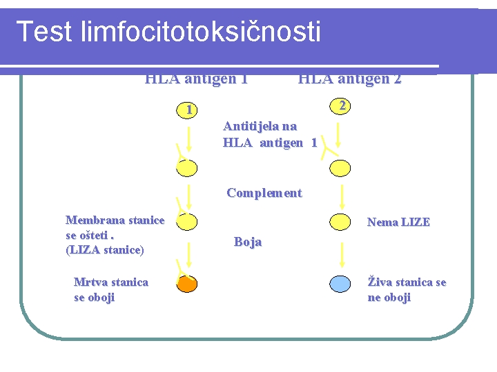 Test limfocitotoksičnosti HLA antigen 1 HLA antigen 2 2 1 Antitijela na HLA antigen