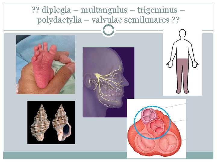 ? ? diplegia – multangulus – trigeminus – polydactylia – valvulae semilunares ? ?