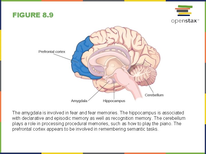 FIGURE 8. 9 The amygdala is involved in fear and fear memories. The hippocampus