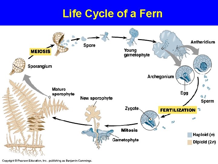 Life Cycle of a Fern 