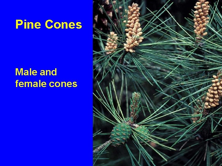 Pine Cones Male and female cones 