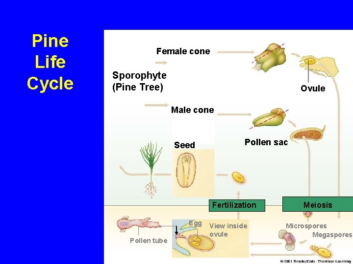 Pine Life Cycle Female cone Sporophyte (Pine Tree) Ovule Male cone Seed Pollen sac