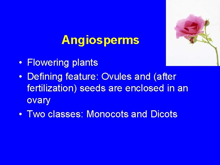 Angiosperms • Flowering plants • Defining feature: Ovules and (after fertilization) seeds are enclosed