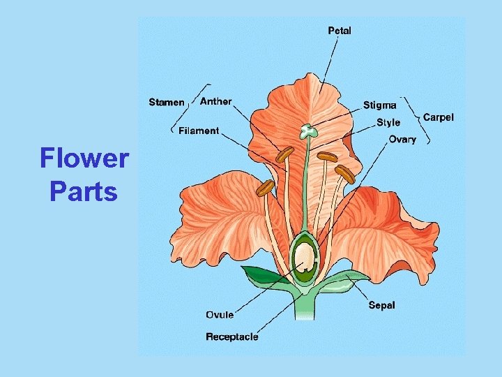 Flower Parts 