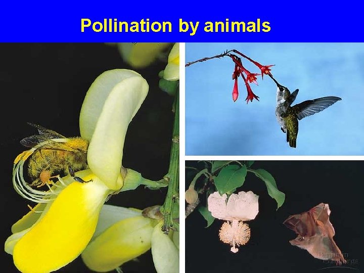 Pollination by animals 