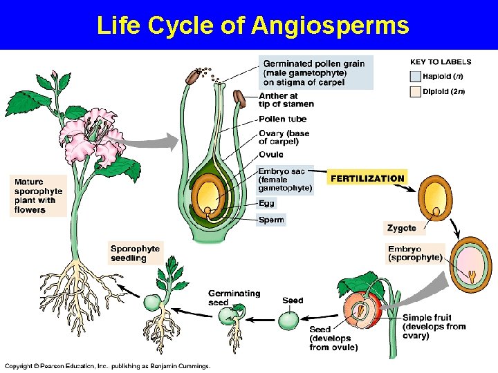Life Cycle of Angiosperms 