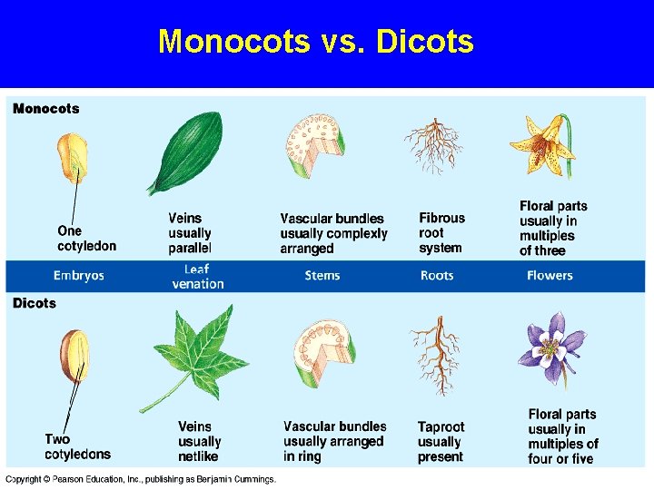 Monocots vs. Dicots 