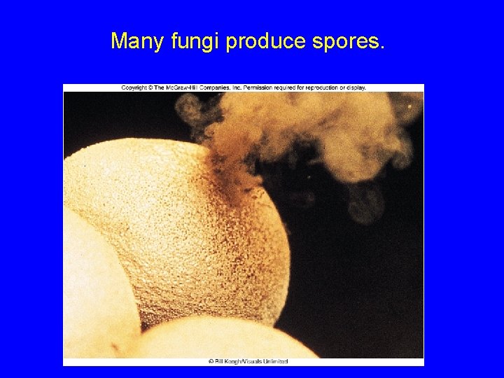 Many fungi produce spores. 