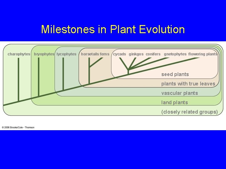 Milestones in Plant Evolution charophytes bryophytes lycophytes horsetails ferns cycads ginkgos conifers gnetophytes flowering