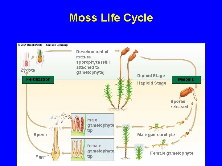 Moss Life Cycle Development of mature sporophyte (still attached to gametophyte) Zygote Fertilization Diploid