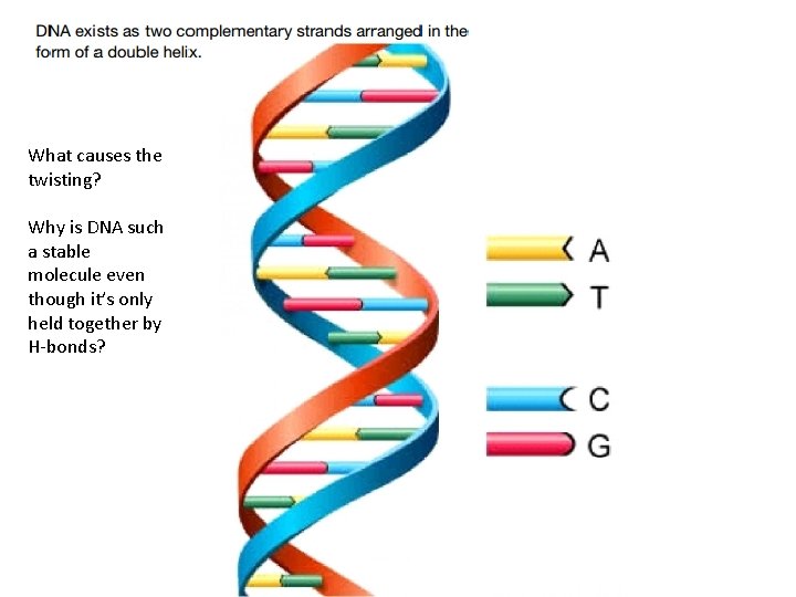 What causes the twisting? Why is DNA such a stable molecule even though it’s