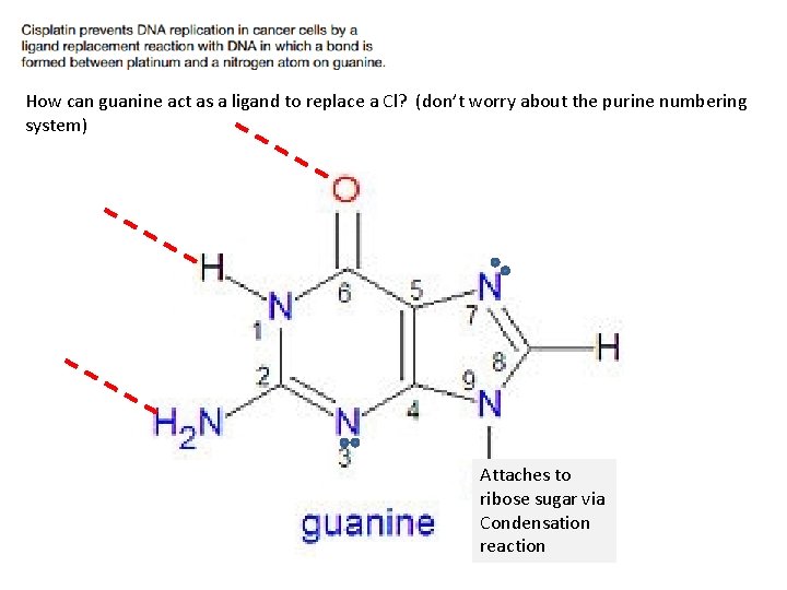 How can guanine act as a ligand to replace a Cl? (don’t worry about