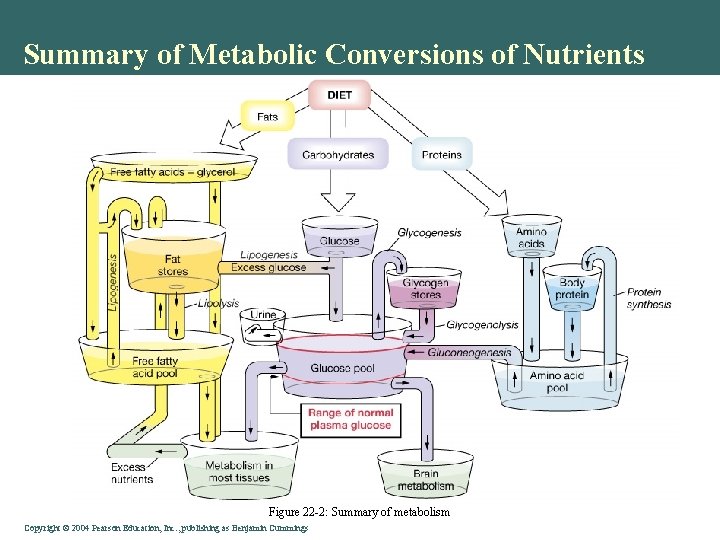Summary of Metabolic Conversions of Nutrients Figure 22 -2: Summary of metabolism Copyright ©