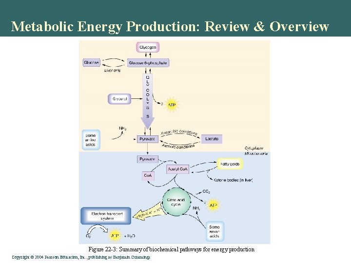 Metabolic Energy Production: Review & Overview Figure 22 -3: Summary of biochemical pathways for