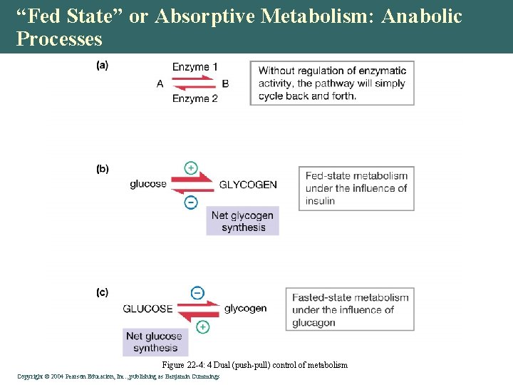 “Fed State” or Absorptive Metabolism: Anabolic Processes Figure 22 -4: 4 Dual (push-pull) control