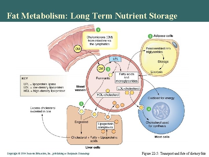 Fat Metabolism: Long Term Nutrient Storage Copyright © 2004 Pearson Education, Inc. , publishing