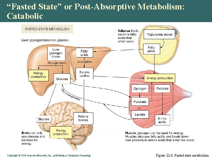 “Fasted State” or Post-Absorptive Metabolism: Catabolic Copyright © 2004 Pearson Education, Inc. , publishing