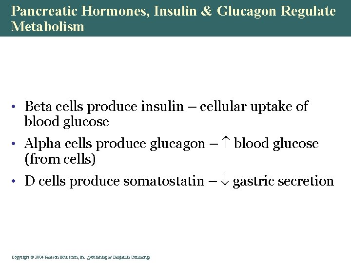 Pancreatic Hormones, Insulin & Glucagon Regulate Metabolism • Beta cells produce insulin – cellular