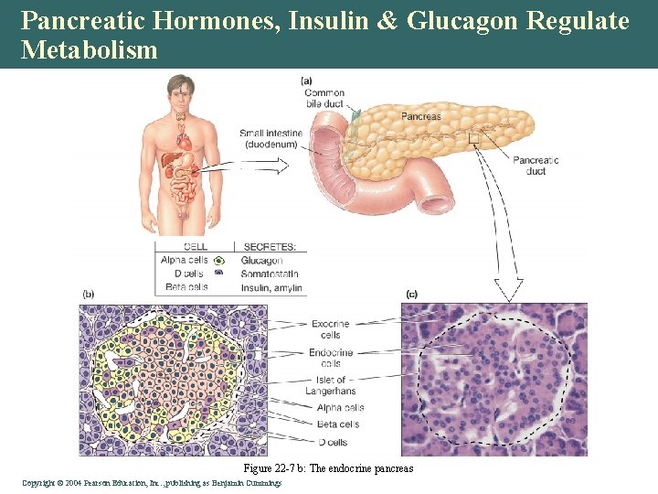 Pancreatic Hormones, Insulin & Glucagon Regulate Metabolism Figure 22 -7 b: The endocrine pancreas