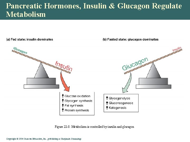 Pancreatic Hormones, Insulin & Glucagon Regulate Metabolism Figure 22 -8: Metabolism is controlled by