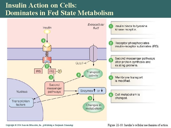 Insulin Action on Cells: Dominates in Fed State Metabolism Copyright © 2004 Pearson Education,