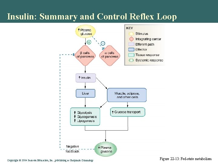 Insulin: Summary and Control Reflex Loop Copyright © 2004 Pearson Education, Inc. , publishing