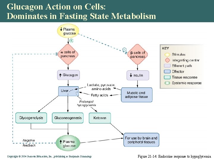 Glucagon Action on Cells: Dominates in Fasting State Metabolism Copyright © 2004 Pearson Education,