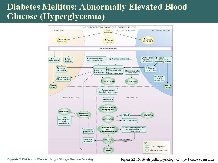 Diabetes Mellitus: Abnormally Elevated Blood Glucose (Hyperglycemia) Copyright © 2004 Pearson Education, Inc. ,