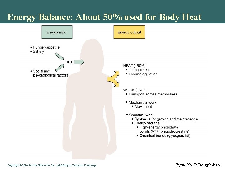 Energy Balance: About 50% used for Body Heat Copyright © 2004 Pearson Education, Inc.
