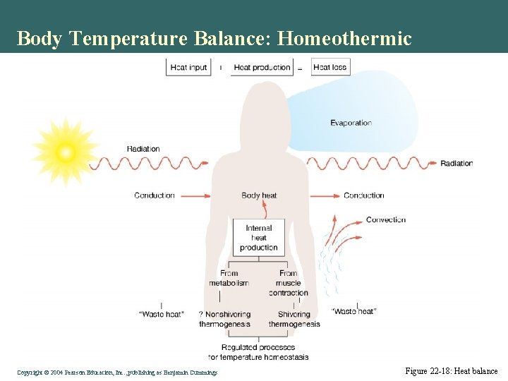 Body Temperature Balance: Homeothermic Copyright © 2004 Pearson Education, Inc. , publishing as Benjamin