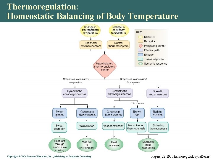 Thermoregulation: Homeostatic Balancing of Body Temperature Copyright © 2004 Pearson Education, Inc. , publishing