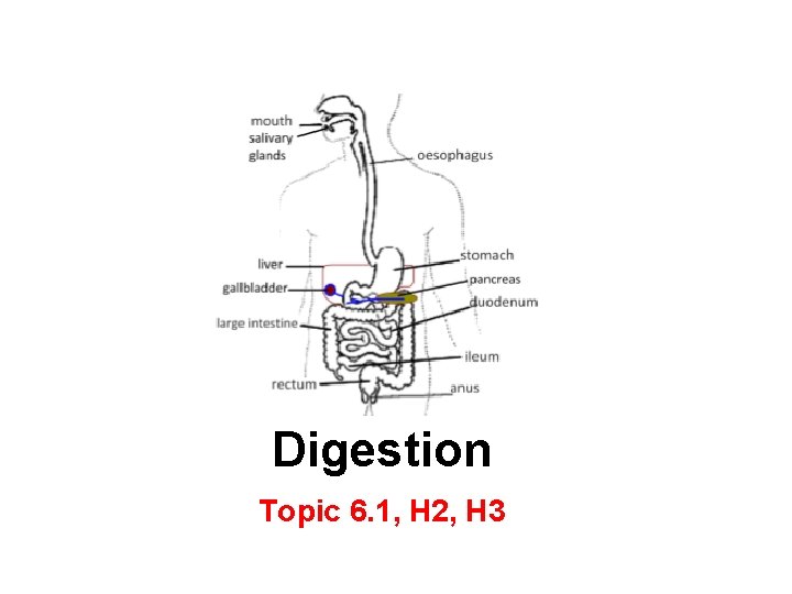 Digestion Topic 6. 1, H 2, H 3 