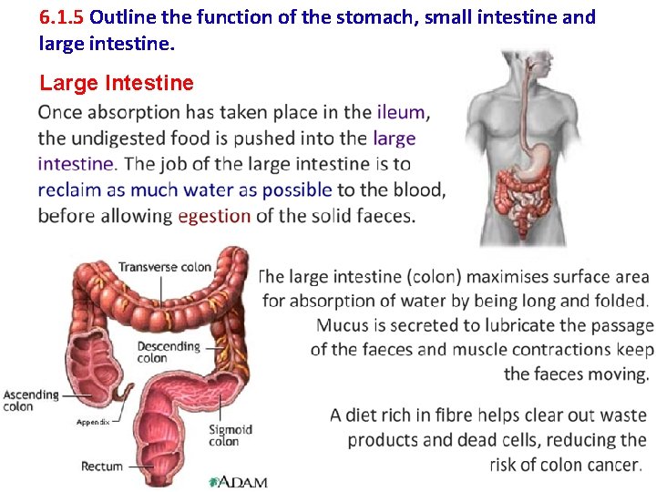 6. 1. 5 Outline the function of the stomach, small intestine and large intestine.