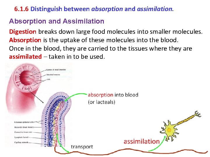6. 1. 6 Distinguish between absorption and assimilation. Absorption and Assimilation Digestion breaks down