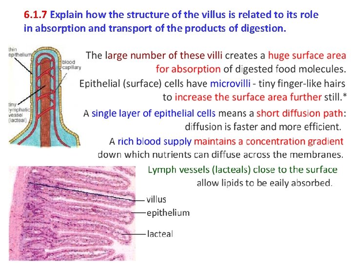6. 1. 7 Explain how the structure of the villus is related to its