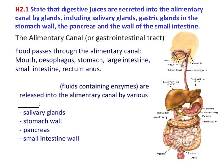 H 2. 1 State that digestive juices are secreted into the alimentary canal by