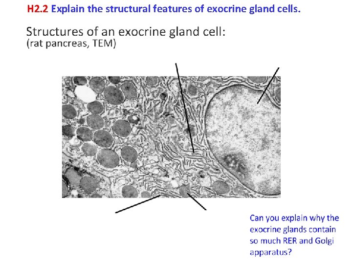 H 2. 2 Explain the structural features of exocrine gland cells. 