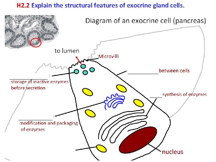 H 2. 2 Explain the structural features of exocrine gland cells. 