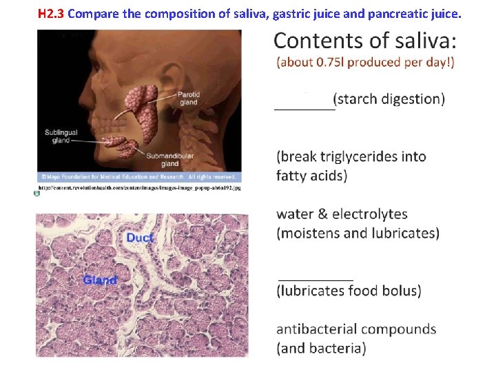 H 2. 3 Compare the composition of saliva, gastric juice and pancreatic juice. 