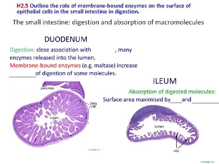 H 2. 5 Outline the role of membrane-bound enzymes on the surface of epithelial