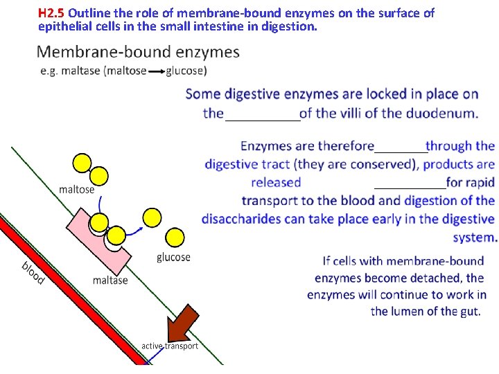 H 2. 5 Outline the role of membrane-bound enzymes on the surface of epithelial