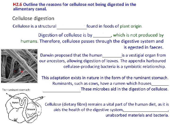 H 2. 6 Outline the reasons for cellulose not being digested in the alimentary