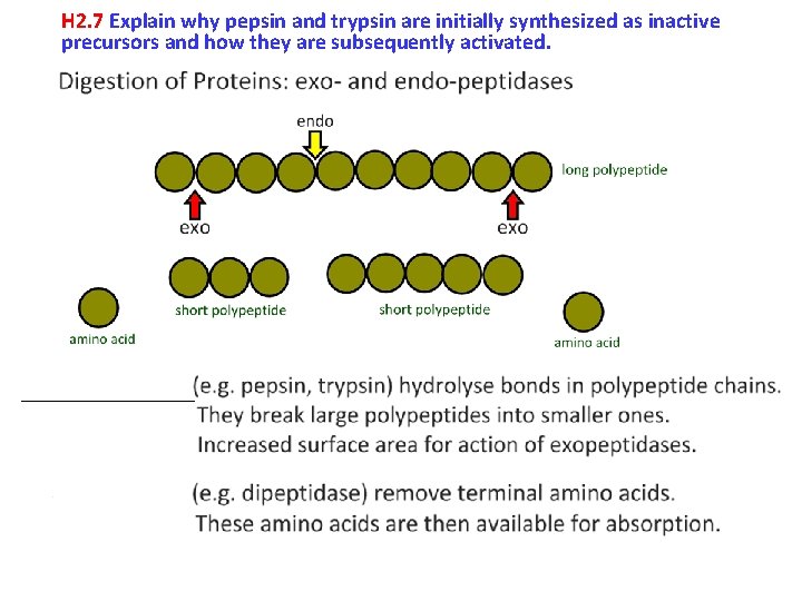 H 2. 7 Explain why pepsin and trypsin are initially synthesized as inactive precursors