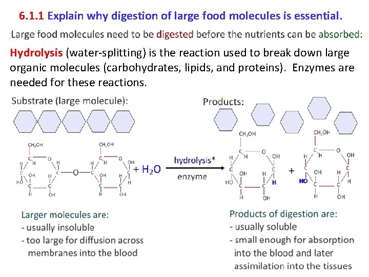 6. 1. 1 Explain why digestion of large food molecules is essential. Hydrolysis (water-splitting)