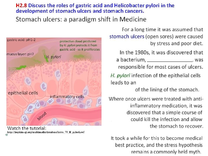 H 2. 8 Discuss the roles of gastric acid and Helicobacter pylori in the