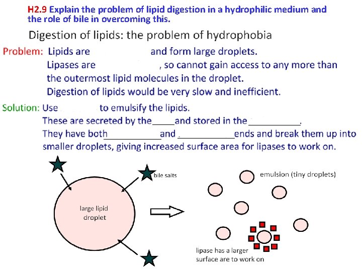H 2. 9 Explain the problem of lipid digestion in a hydrophilic medium and