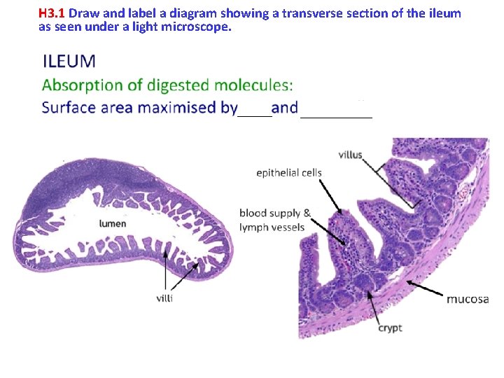 H 3. 1 Draw and label a diagram showing a transverse section of the