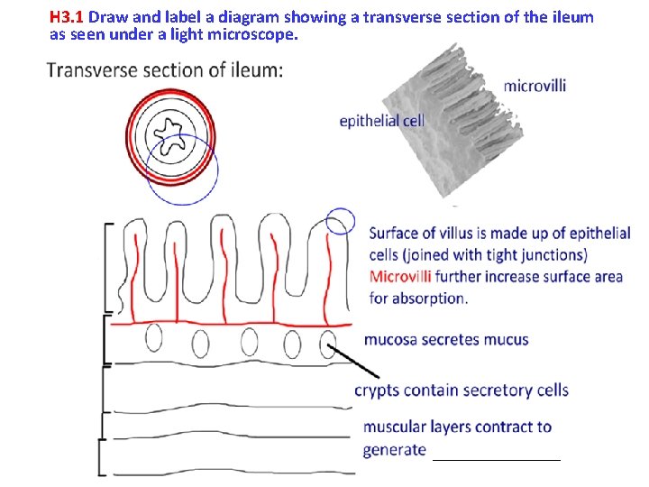 H 3. 1 Draw and label a diagram showing a transverse section of the